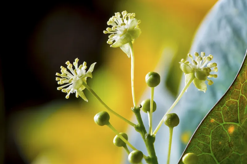 Floração da goiabeira. Foto: Pixabay.