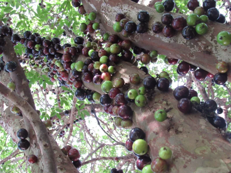 Jabuticabeira
