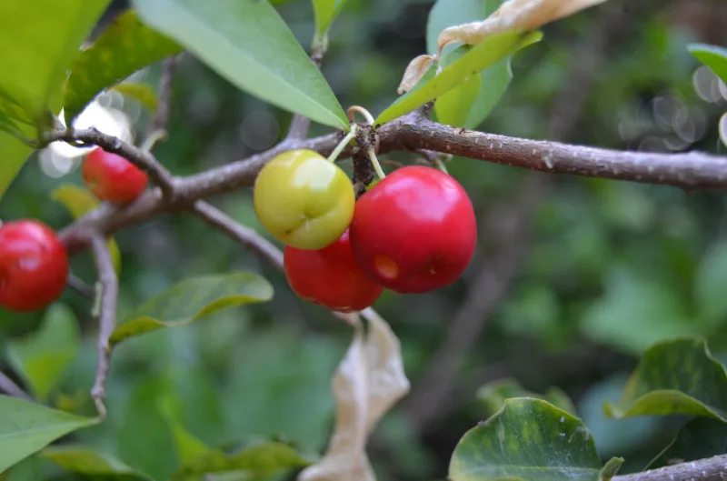 Acerola. Foto: Pixabay