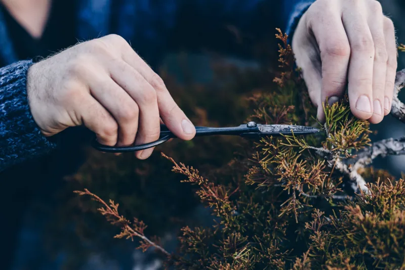 Young man pruning bonsai tree. Small business concept