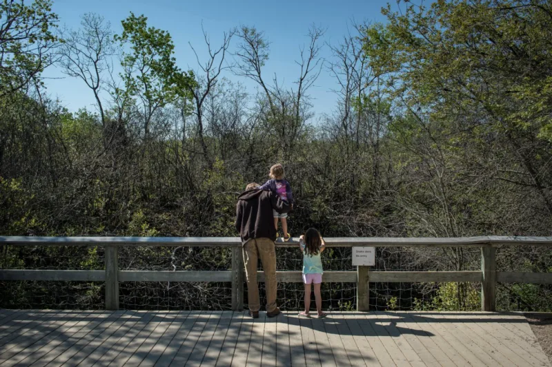 Os visitantes olham para as tocas de cobras em Narcisse, no Canadá, em 29 de maio de 2019. Foto: Aaron Vincent Elkaim / The New York Times