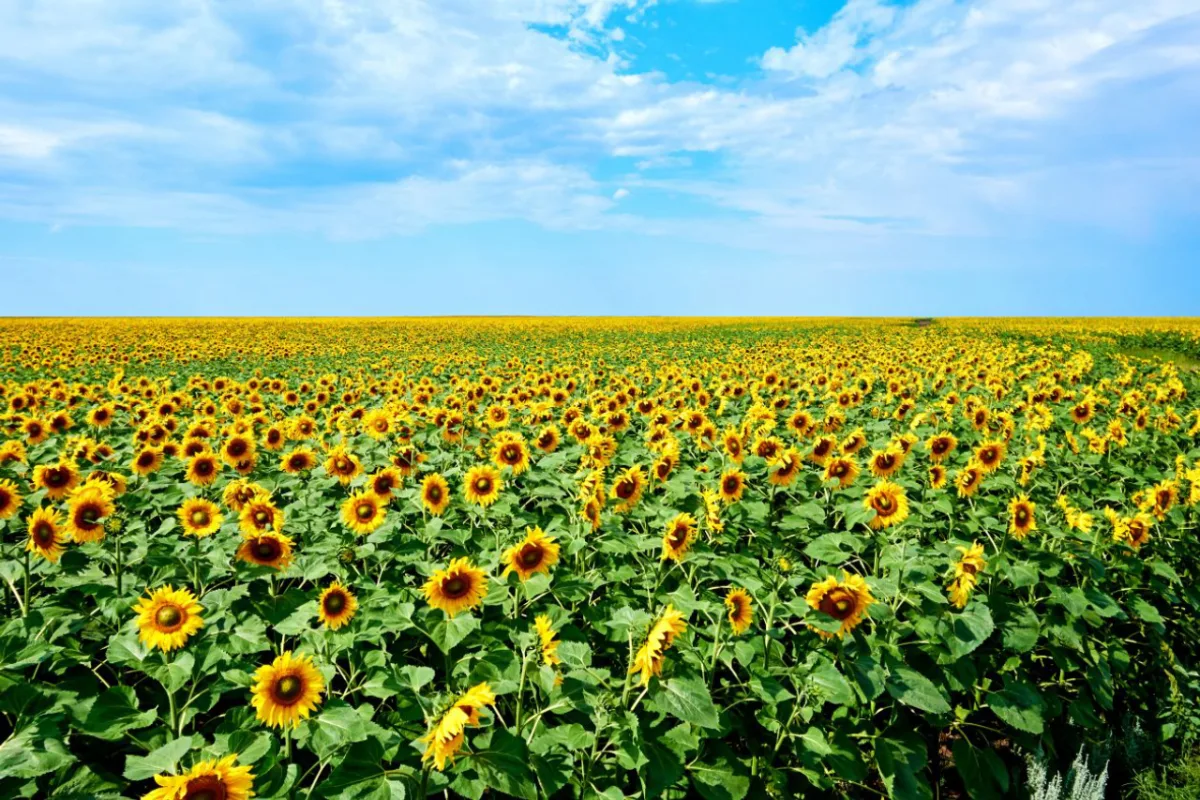 Campo de mil metros quadrados foi semeado em maio para receber a floração em julho. Foto: Bigstock