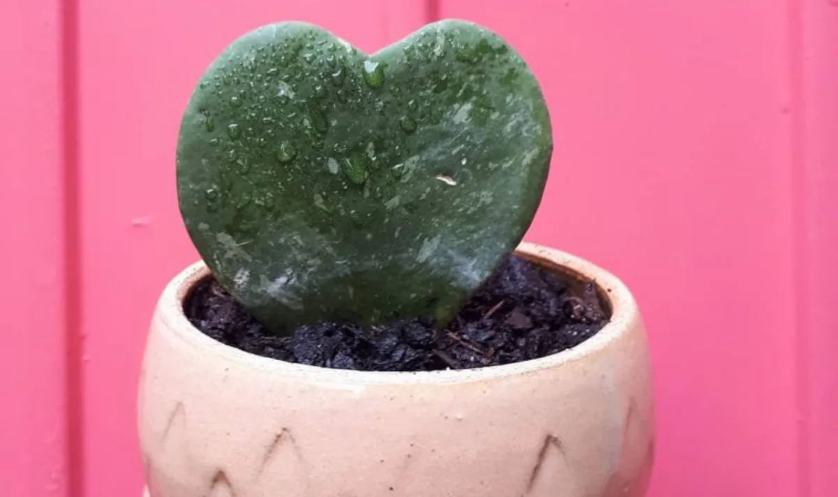 Foto: Reprodução/Instagram/Borealis Plantas