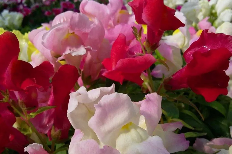 A boca-de-leão, existe em várias cores e é uma ótima pedida para colorir um jardim no inverno.