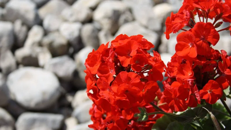 Os gerânios podem ser colocados em floreiras nas sacadas ou em canteiros nos jardins. A principal característica é o vermelho vibrante.