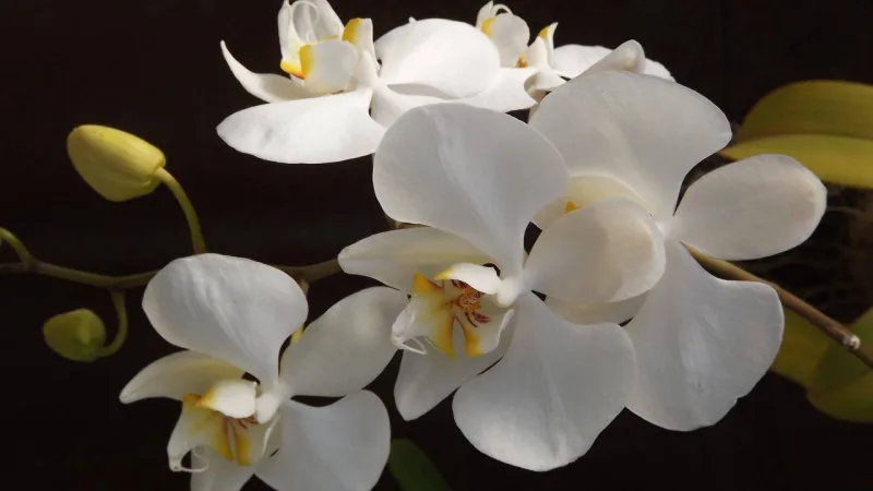 São inúmeras espécies e cores dessa planta que encanta e coleciona apreciadores. No inverno, vale aumentar a "coleção" de orquídeas.