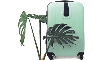 Um pequeno guia de sobrevivência para plantas (em férias)