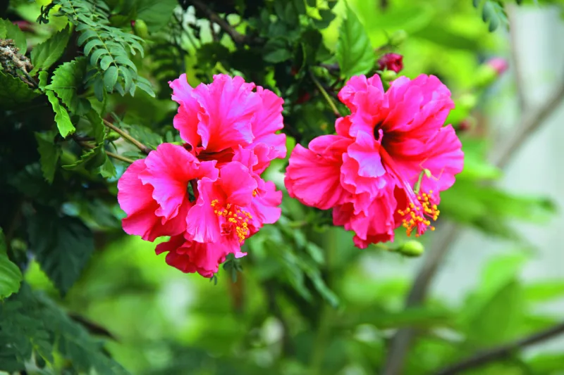 O hibisco é uma das
espécies da Mata
Atlântica que se
adapta bem a jardins.