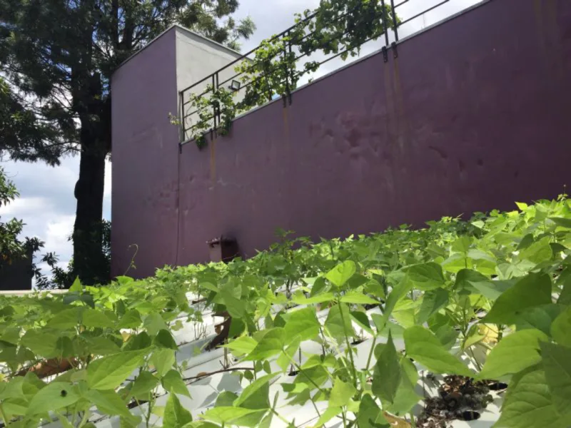 Feijão na telha hidropônica sede Instituto Cidade Jardim. Foto: Divulgação
