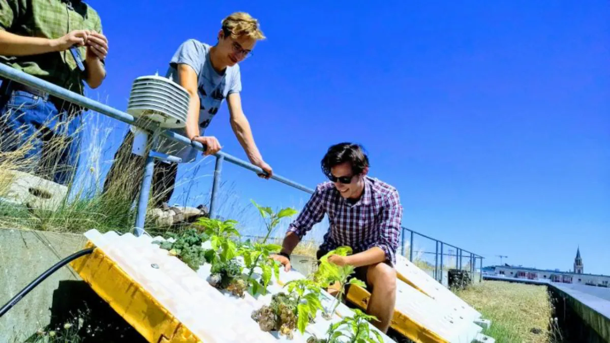 Experimentos no Centro de Excelência em Telhados Verdes Neubrandemburg, na Alemanha. Feijão na telha hidropônica sede Instituto Cidade Jardim. Foto: Divulgação