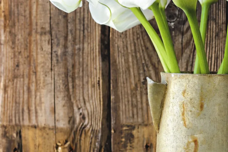 Copo de leite está entre as plantas potencialmente perigosas para gatos. Foto: Bigstock