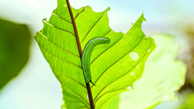 Lagarta causando prejuízos para a planta.