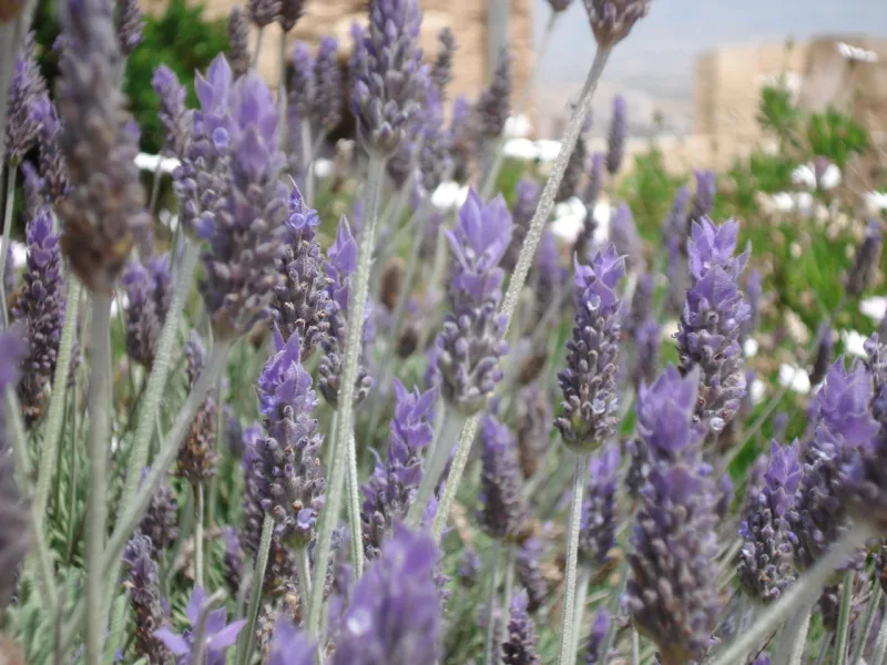 Lavanda: delicada e perfumada.
Foto: Freeimages.