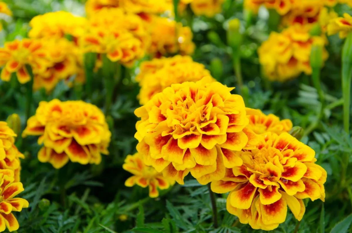 As tagetes, com cor explosiva e alegre, são boas opções para o jardim no verão.   
Foto: Esalflores / Divulgação.