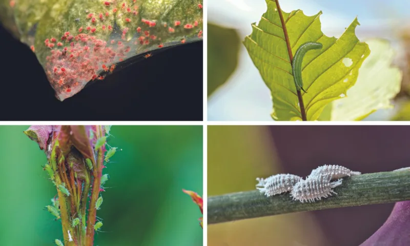 Pragas comuns em jardins