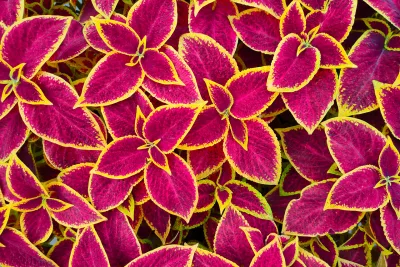 Jardins coloridos além do verde e sem flores? É possível