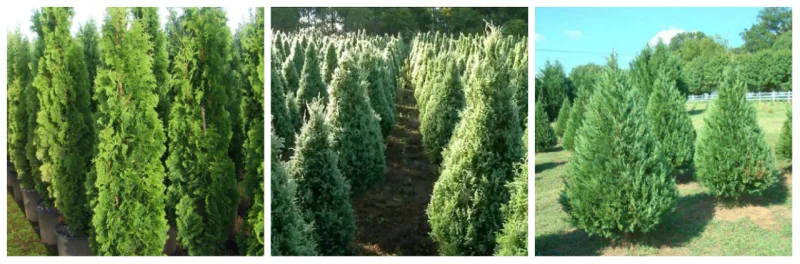 Tuia, Kaizuca e Cipreste: espécies de pinheiros para um Natal natural.