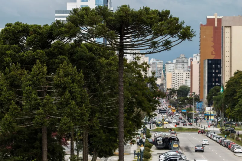 Pinheiro de araucaria no Centro civico em frente a Assembleia legislativa do Paraná com a Avenida Candido de Abreu ao fundo