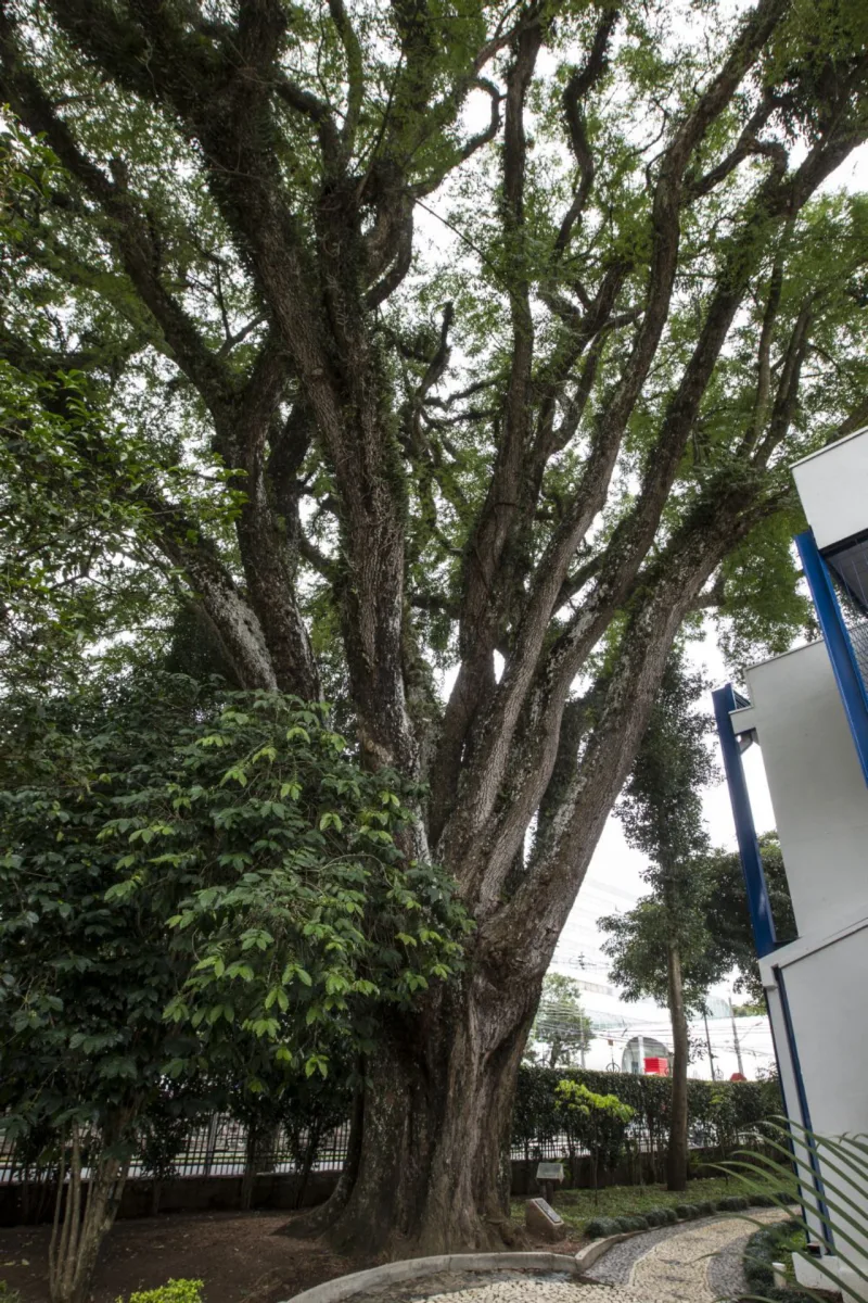 Tipuana no Colégio Nossa Senhora de Sion é tombada pelo município.