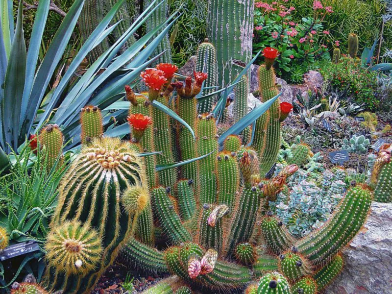 Foto: Pexels.com