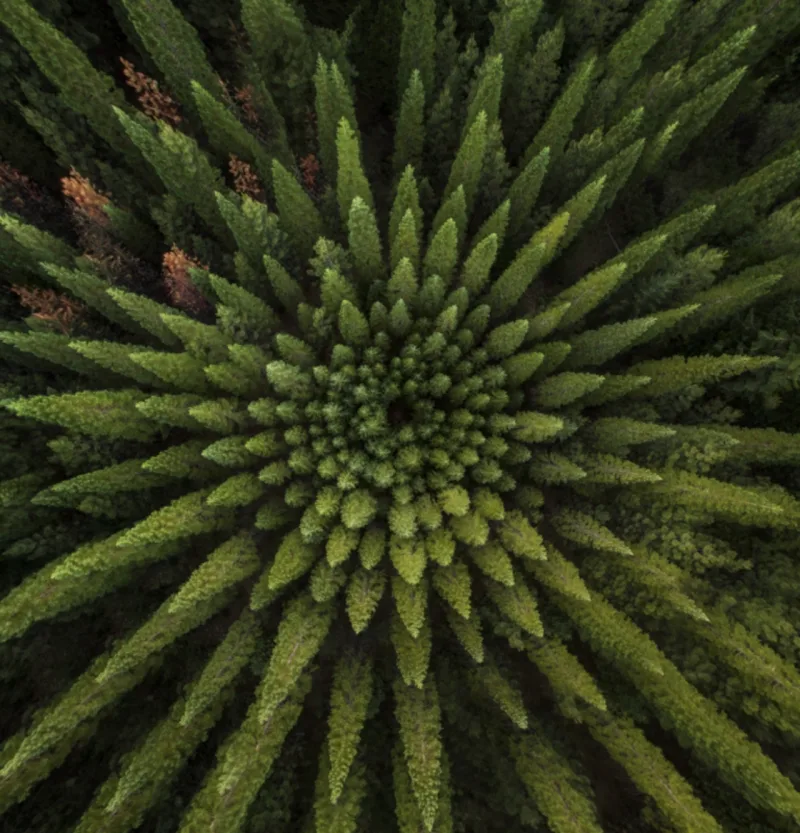 Nelder Plots, por Garret Suhrie, destaque da categoria Natureza