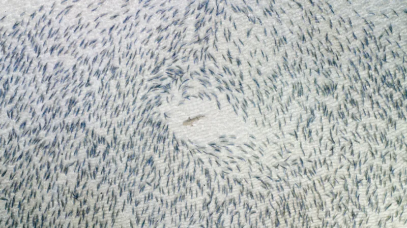 Blacktip Shark, por Adam Barker, vencedor da categoria Vida Selvagem