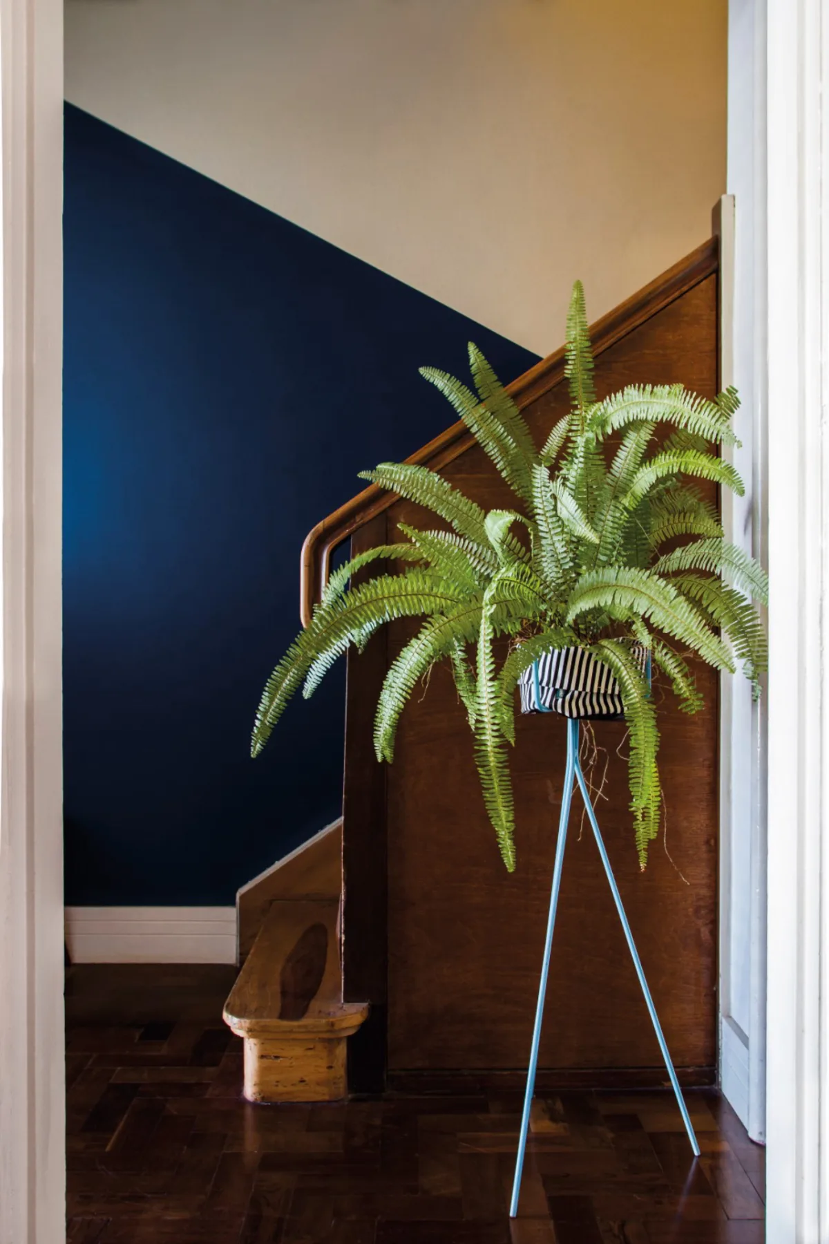 A clássica samambaia-americana é uma das plantas ornamentais mais vendidas do país. Popular entre os brasileiros por seu grande volume e textura, requer cuidados diários.  Foto: Ana Gabriela Amorim / Gazeta do Povo