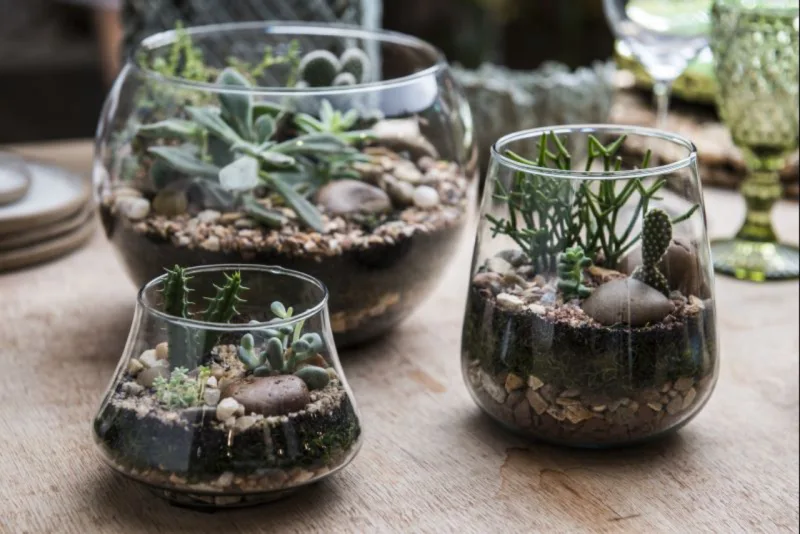 Terrários de suculentas da marca Catherine Carnier Design Floral e Paisagismo. Foto: Leticia Akemi/Gazeta do povo