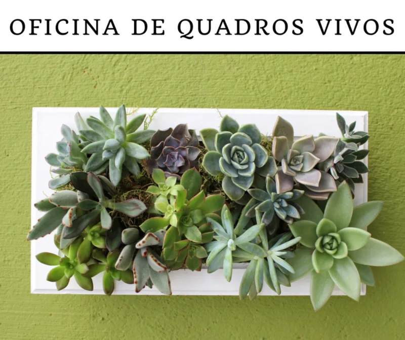 Foto: divulgação/Bela Suculenta