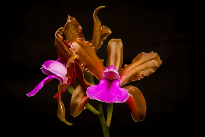 Cattleya Bicolor. Foto: Ana Gabriella Amorin/Gazeta do Povo