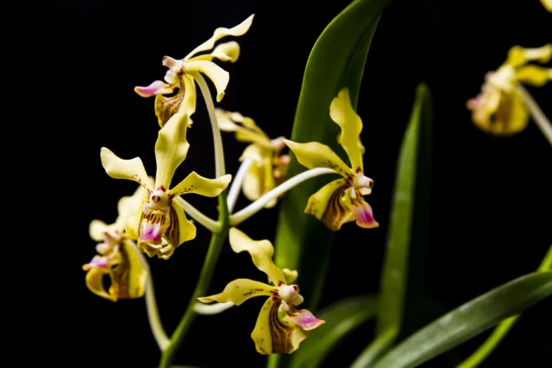 Vanda lamellata. Foto: Ana Gabriella Amorin/Gazeta do Povo