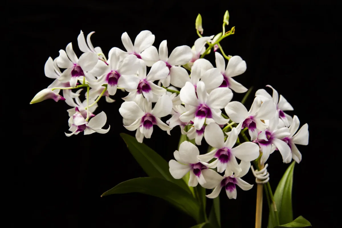 Orquídea do tipo Denphal nas cores branco e vinho. Foto: Ana Gabriella Amorin/Gazeta do Povo