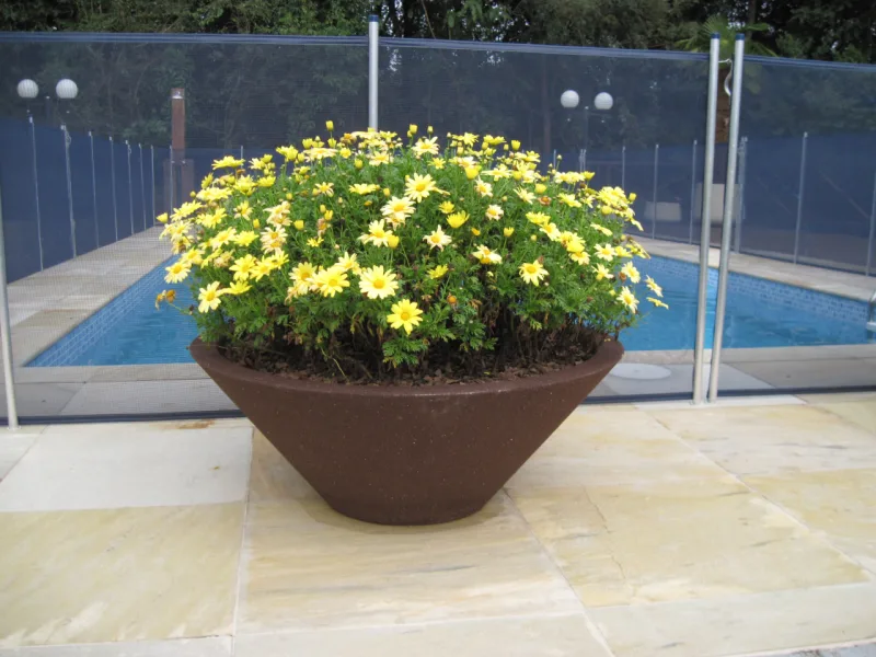 Margaridas também são flores que casam bem com o verão. Foto: Heloiza Rodrigues/A Prima Plantarum