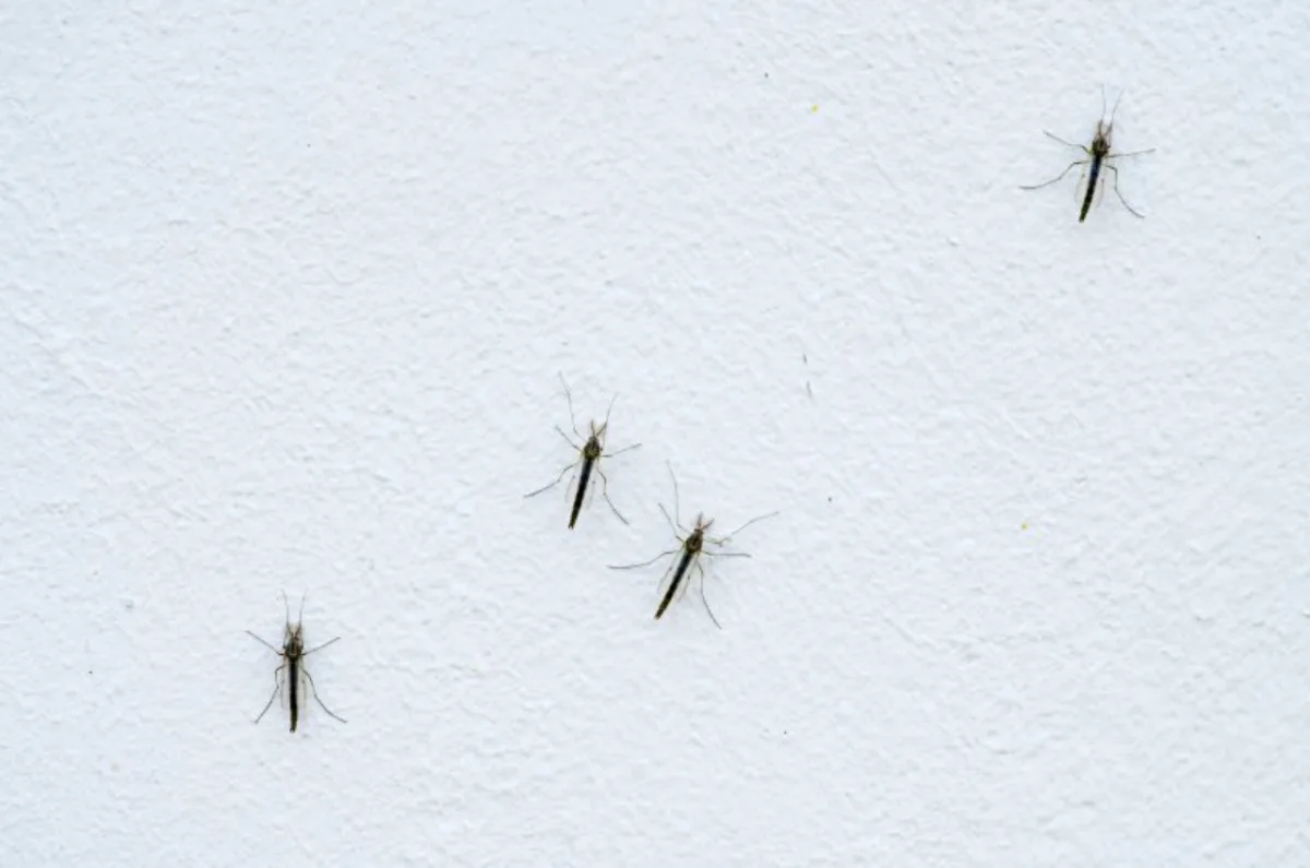Tinta promete acabar com os mosquitos por até dois anos. Foto: Bigstock