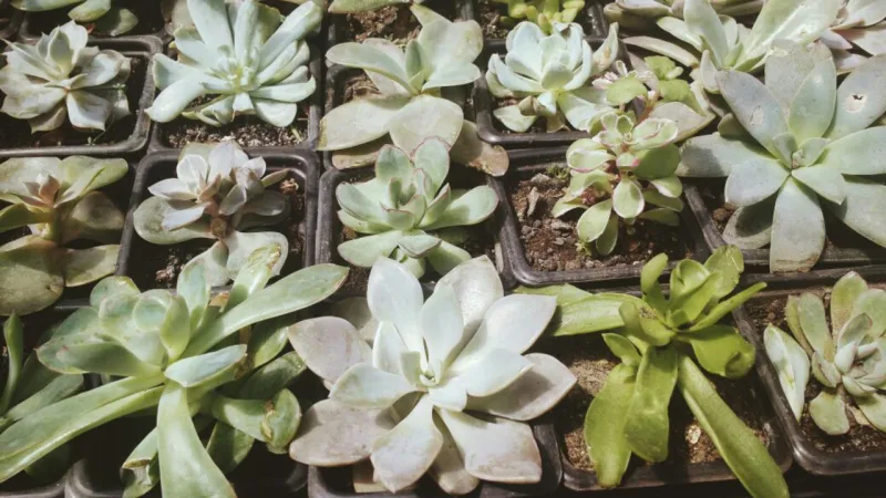 Suculentas e cactus são plantas de deserto e precisam de menos água. Foto: Júlia Rohden