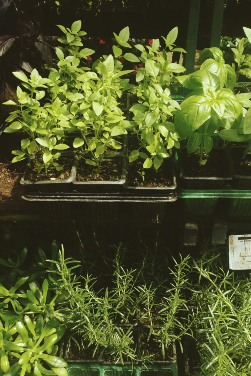 As plantas crescem mais rapidamente durante a primavera e precisam de cuidados básicos com água, adubo e circulação de ar. Foto: Júlia Rohden