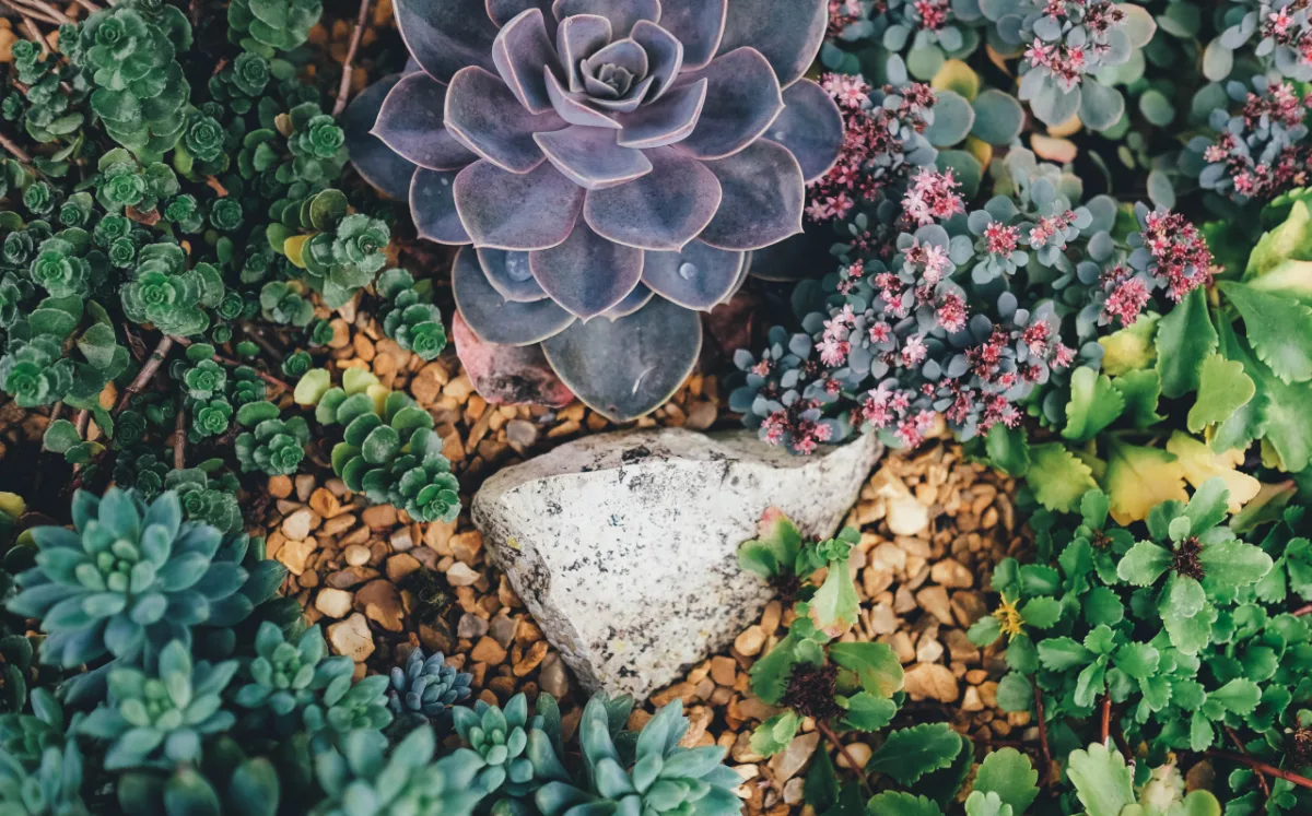 As plantas crescem mais rápido durante a primavera e precisam de cuidados básicos com água, adubo e circulação de ar. A estação favorece a troca de vasos e novas plantações. Foto: Visual Hunt