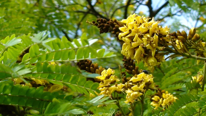 As flores . Foto: Mauro Guanandi/Wikimedia Commmons