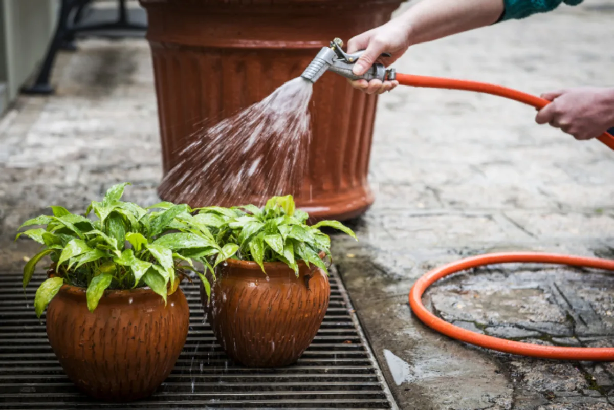 Plantas precisam ser limpas com frequência para que possam manter sua beleza e saúde. Foto: Letícia Akemi/Gazeta do Povo