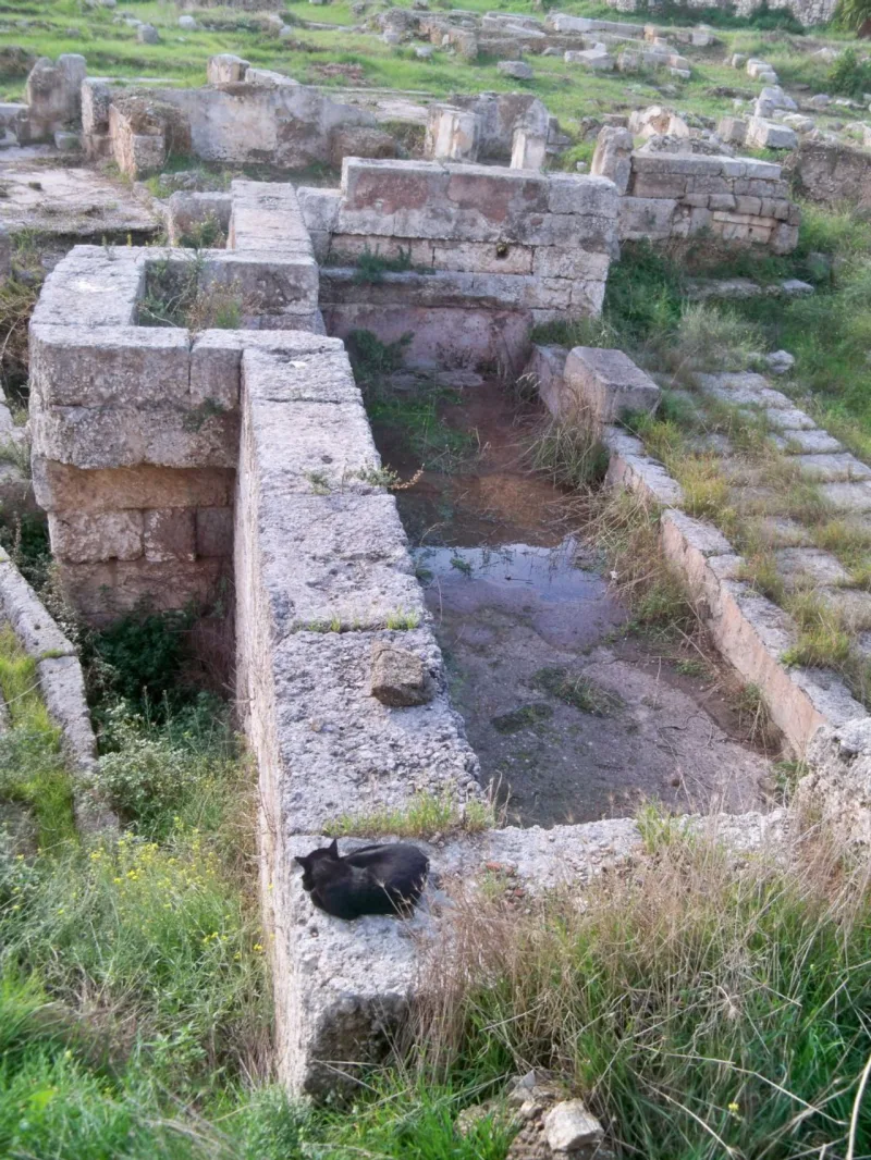 Um gato em Siracusa contempla sozinho o que foi uma das principais cidades da magna Grécia. Foto: Marialba RG Imaguire/Arquivo