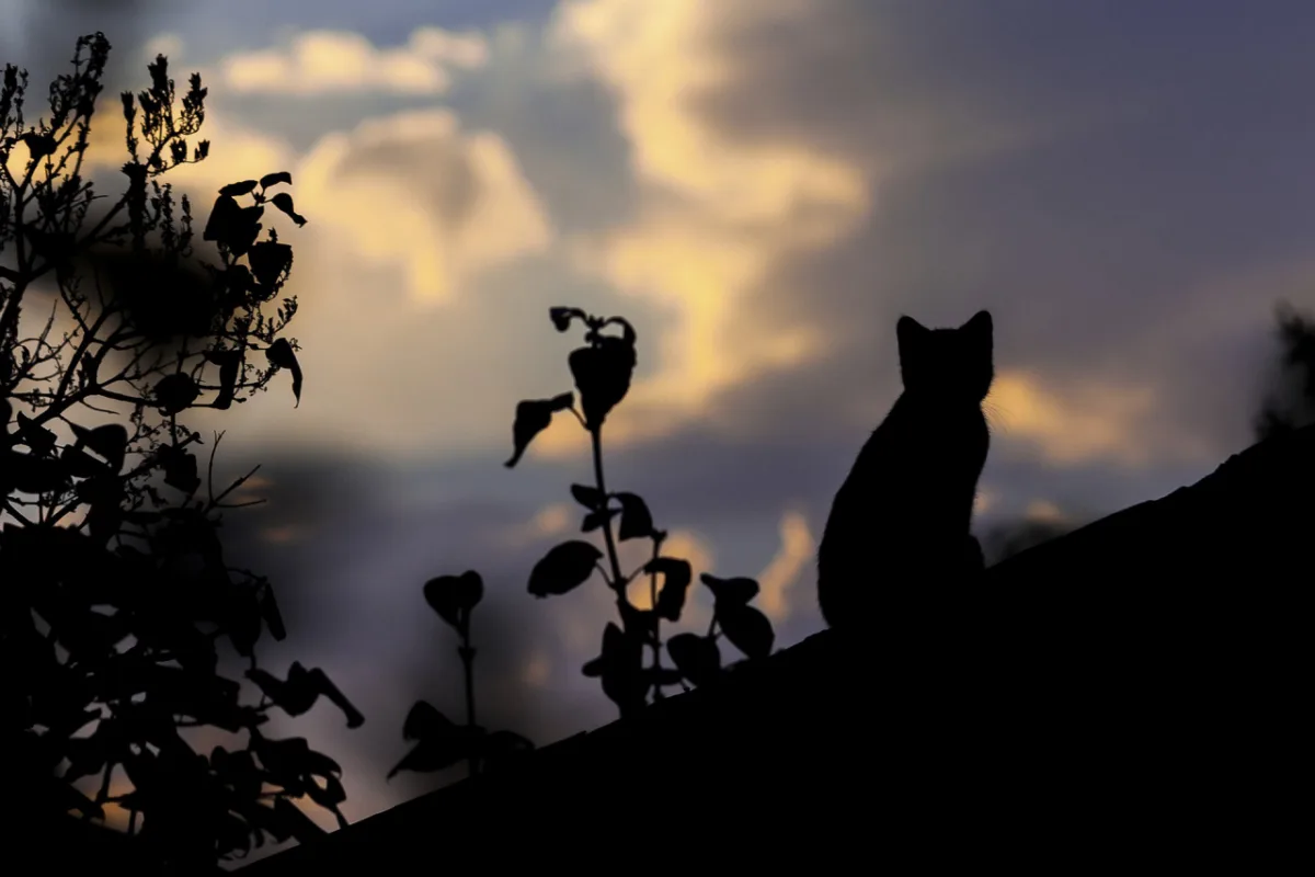Os gatos compartilham as cidades desde os primórdios da civilização e são cidadãos livres e bem adaptados. 
Foto: Pixabay 