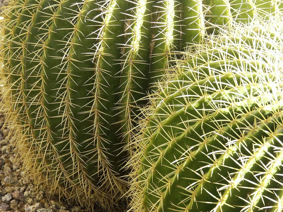 Plantas bem específicas, os cactos são considerados purificadores dos ambientes. Foto: Freeimages. 