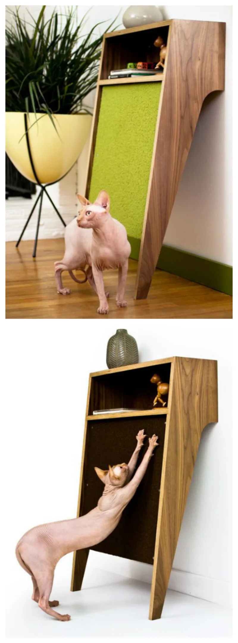 Foto: Modernist Cat/Reprodução