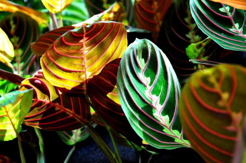 A amaranta vai bem em ambientes internos e, apesar de possuir cores e desenhos, não deixa o ambiente carregado cromaticamente. Foto: Pixabay