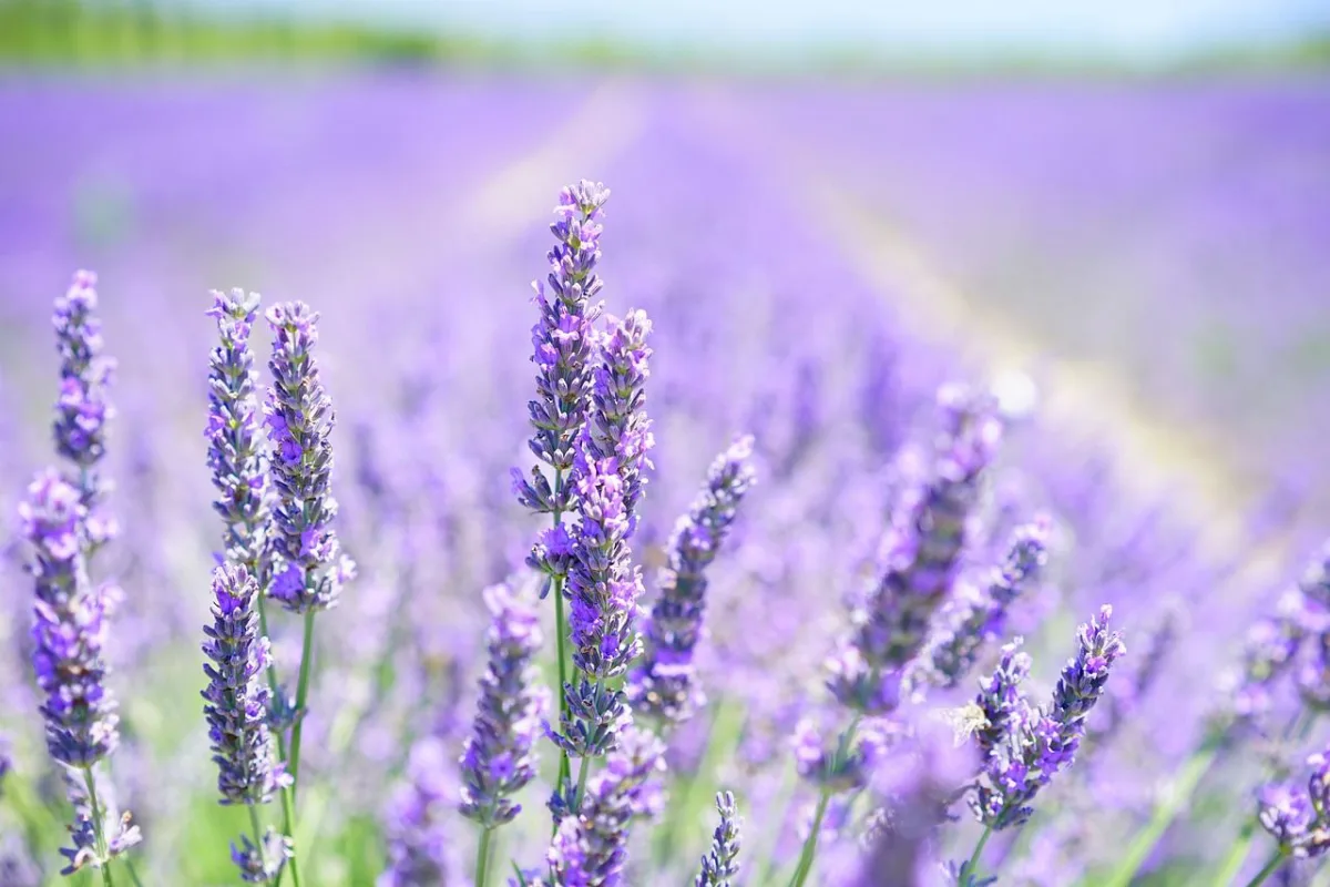 Indicada para ambientes externos por precisar de muita luz, a lavanda ajuda no relaxamento por liberar óleos essenciais calmantes e por ter uma cor fria. Foto: Pixabay