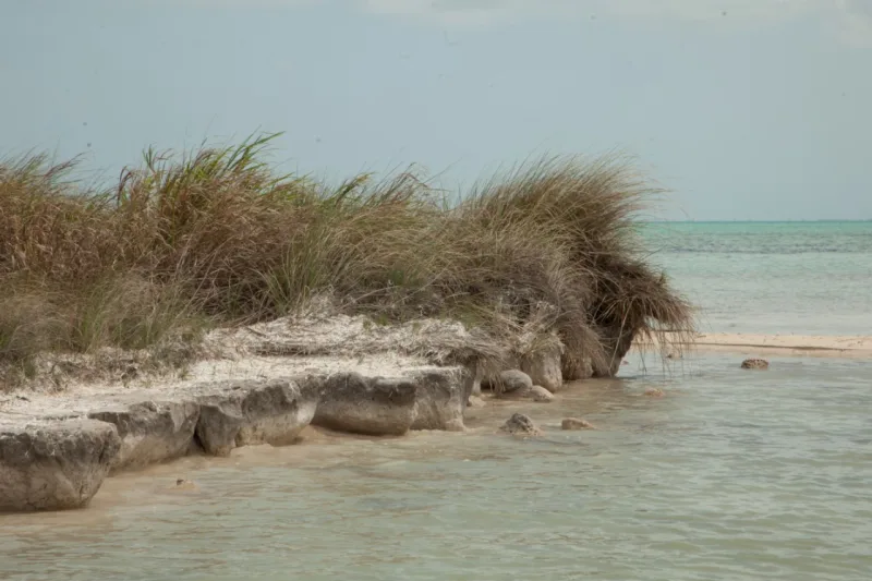Signs of erosion on the coastward side of Blackadore Caye, an island off Belize recently purchased by Leonardo DiCaprio, March 27, 2015. DiCaprio aims to open an eco-conscious resort here while also setting right the erosion, deforestation and overfishing the 104-acre island has endured. (Benedict Kim/The New York Times)