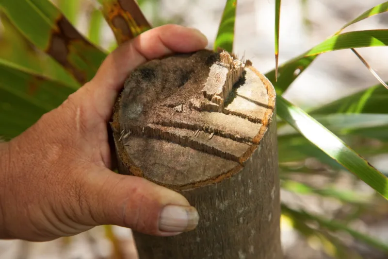 The stump of a tree illegally harvested on Blackadore Caye, an island off the coast of Belize recently purchased by Leonardo DiCaprio, March 27, 2015. DiCaprio aims to open an eco-conscious resort here while also setting right the erosion, deforestation and overfishing the 104-acre island has endured. (Benedict Kim/The New York Times)