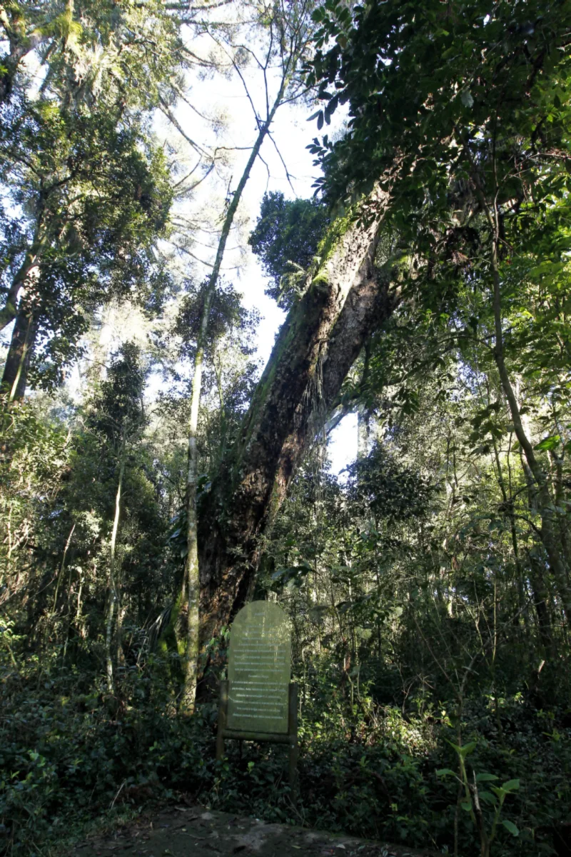 A imbuia centenar (ou talvez milenar?) que deu o nome ao bairro. Foto: Antônio More/Gazeta do Povo