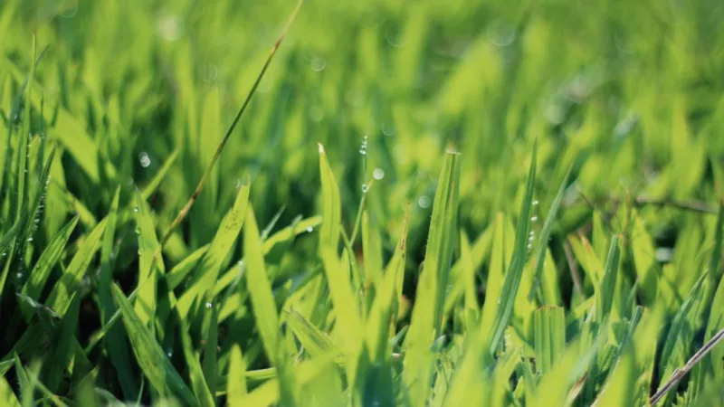 Excesso de chuva encharca o solo do jardim e pode prejudicar as plantas.