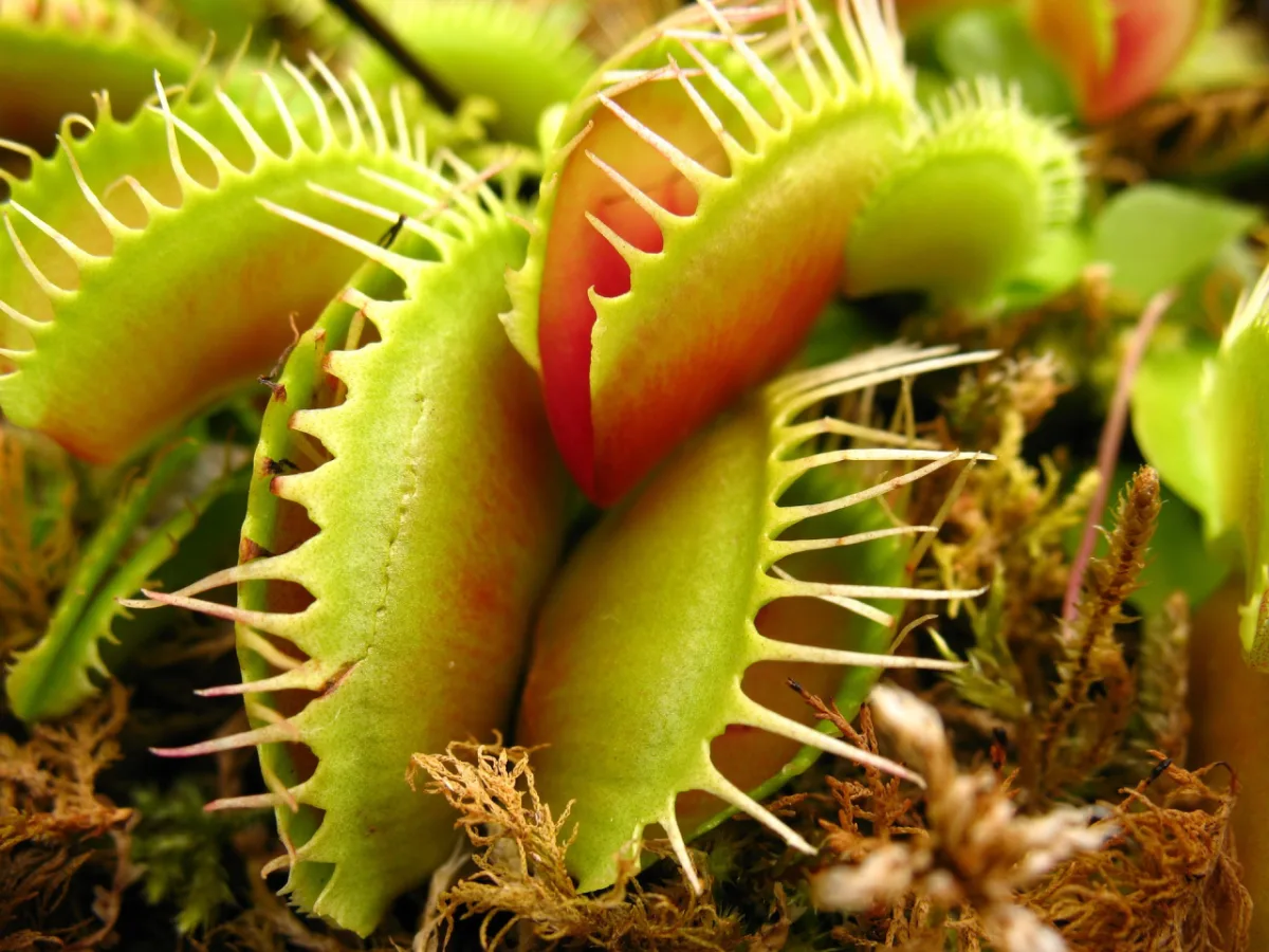 Plantas carnívoras são espécies que desenvolveram adaptações para atrair pequenos insetos para complementar a nutrição proveniente da fotossíntese. 
Foto: Pixabay
